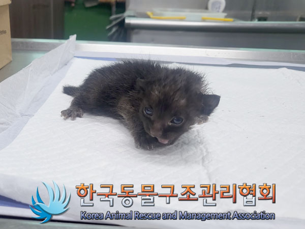 한국동물구조관리협회_441409202301116
